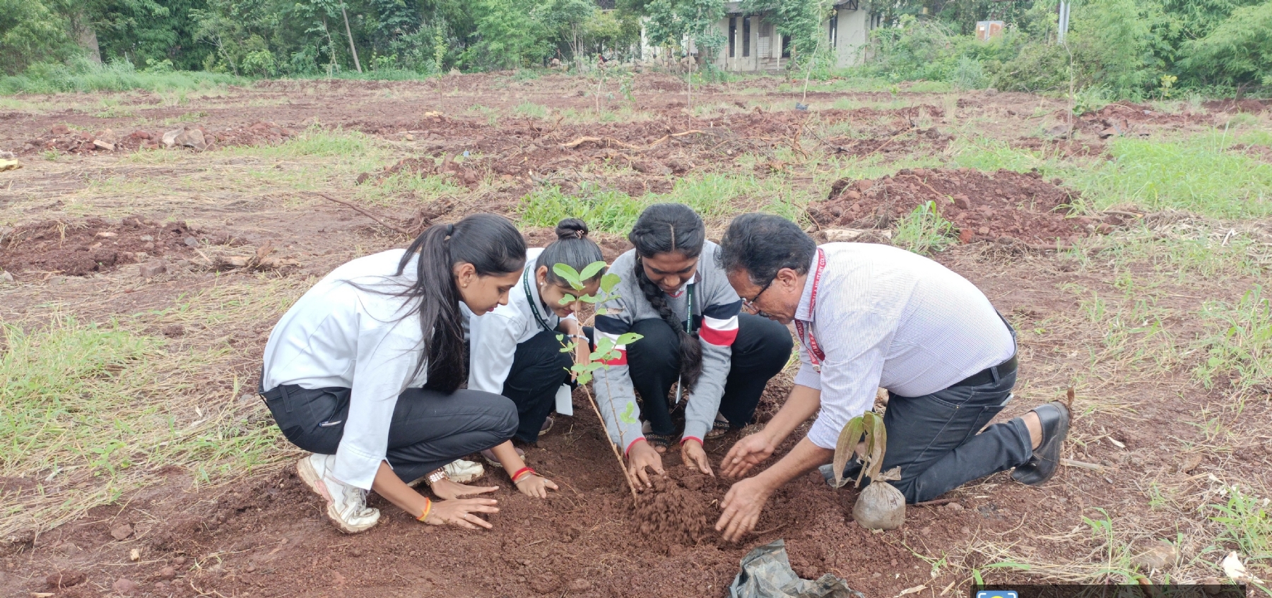 Tree Plantation 1